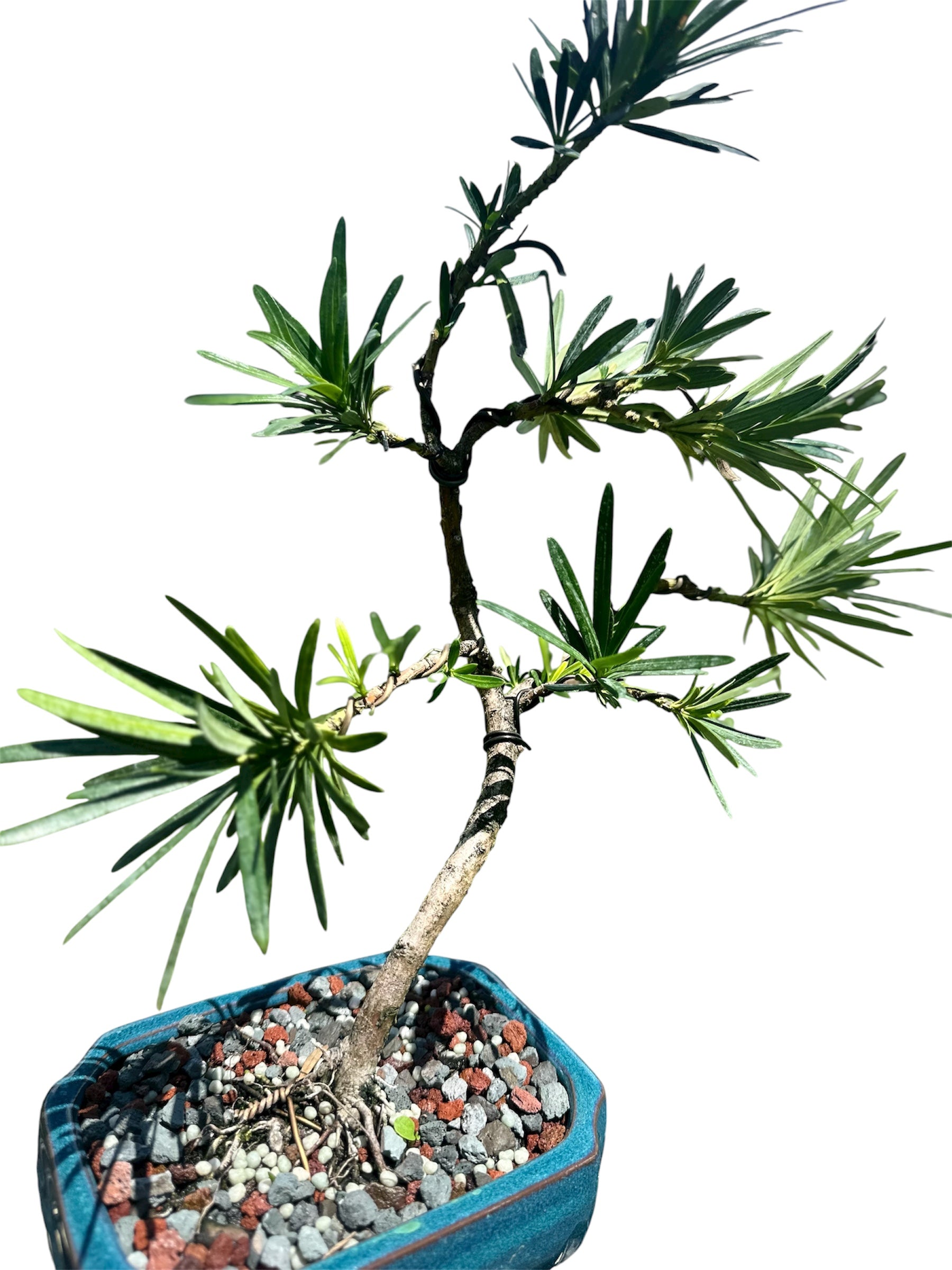 Podocarpus – Maki (Single)