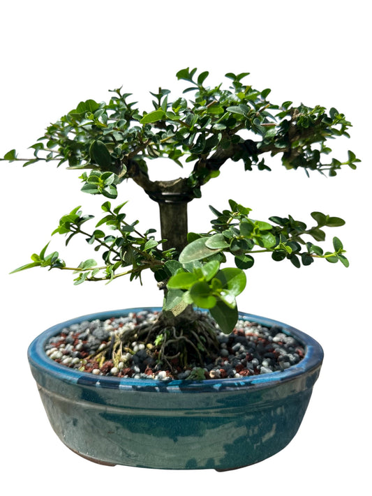 Premna (15") – Single