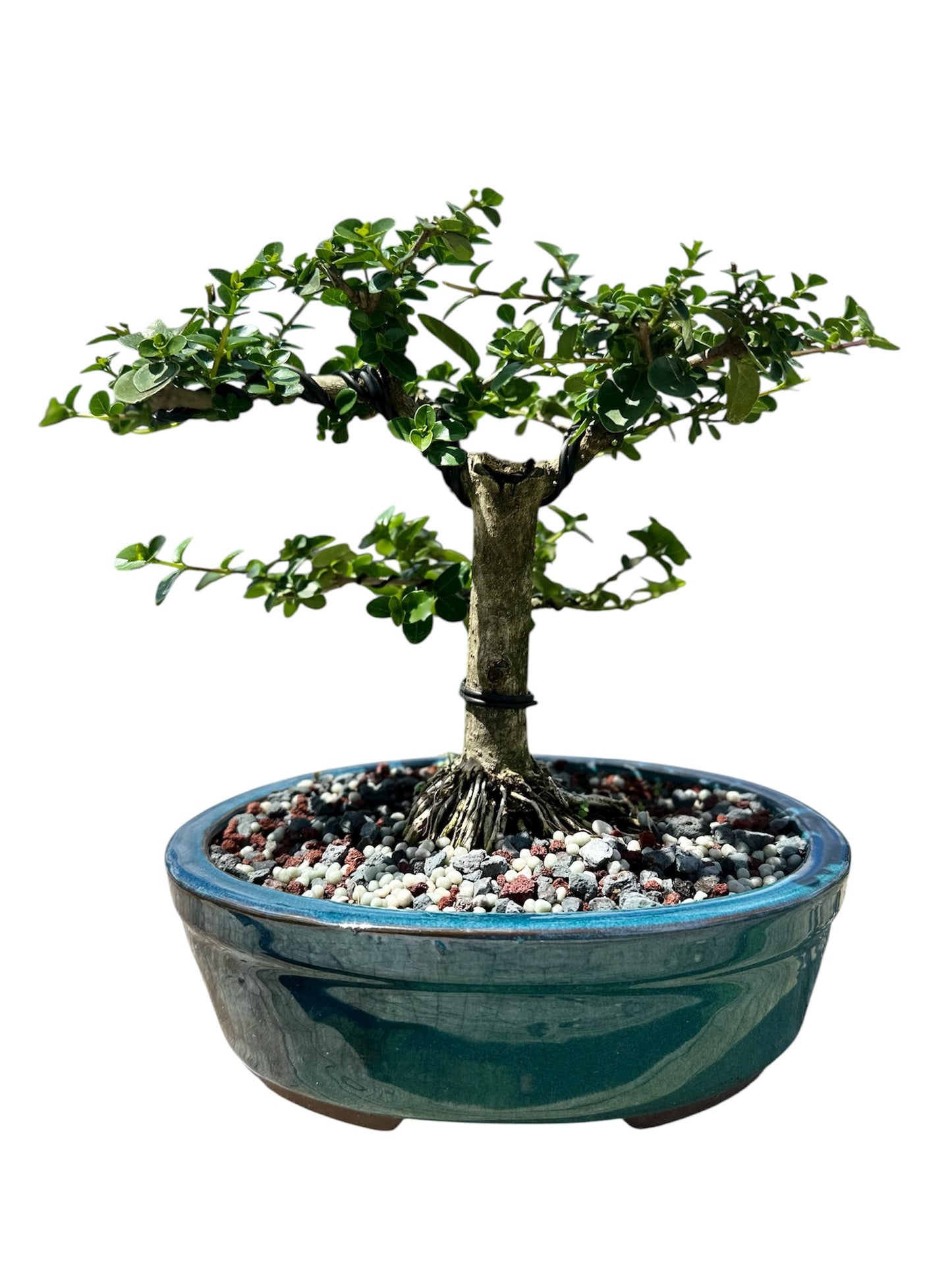 Premna (15") – Single