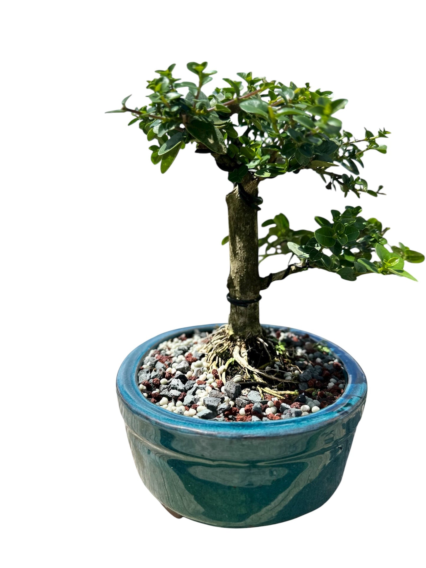 Premna (15") – Single