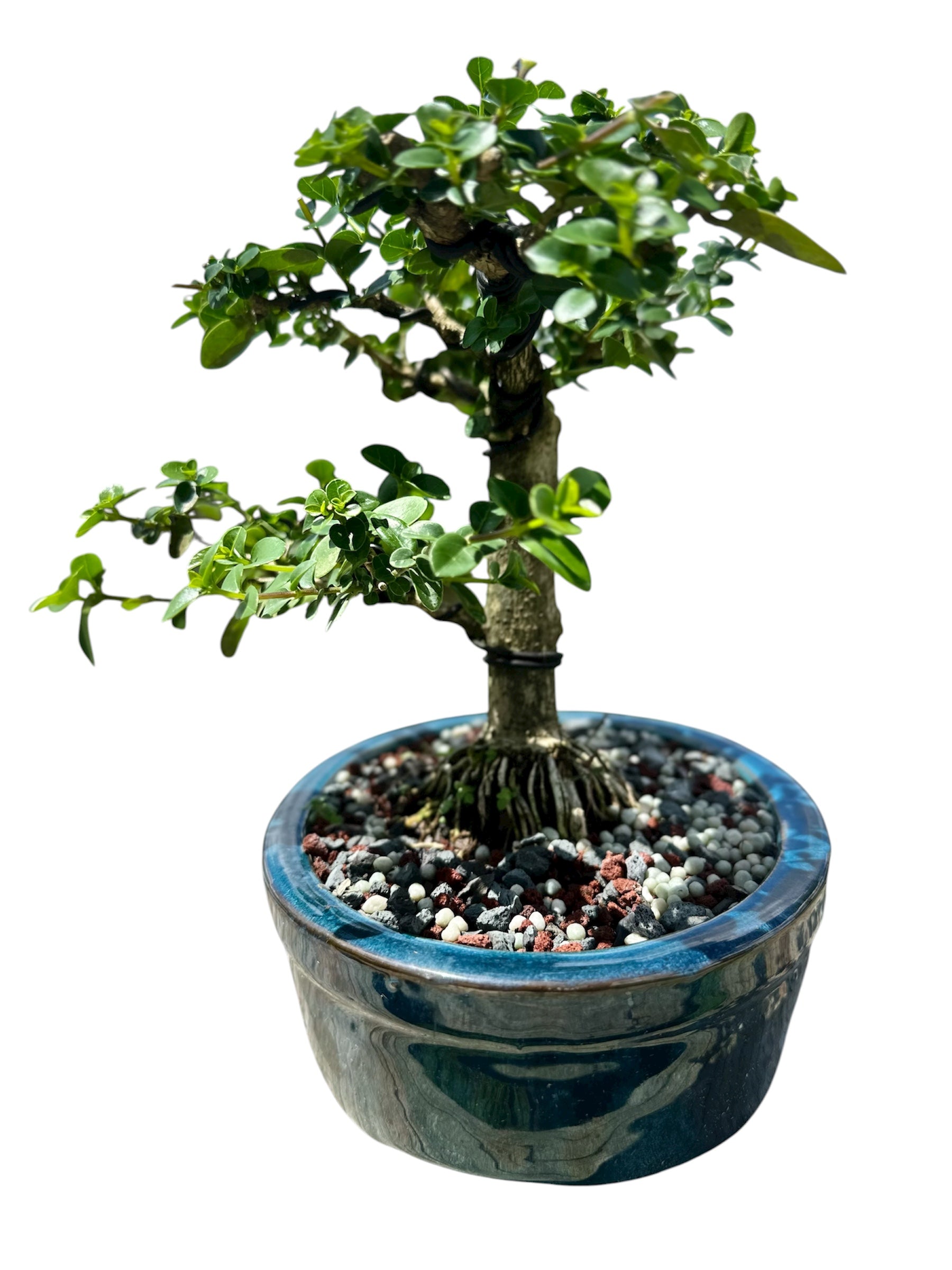 Premna (15") – Single