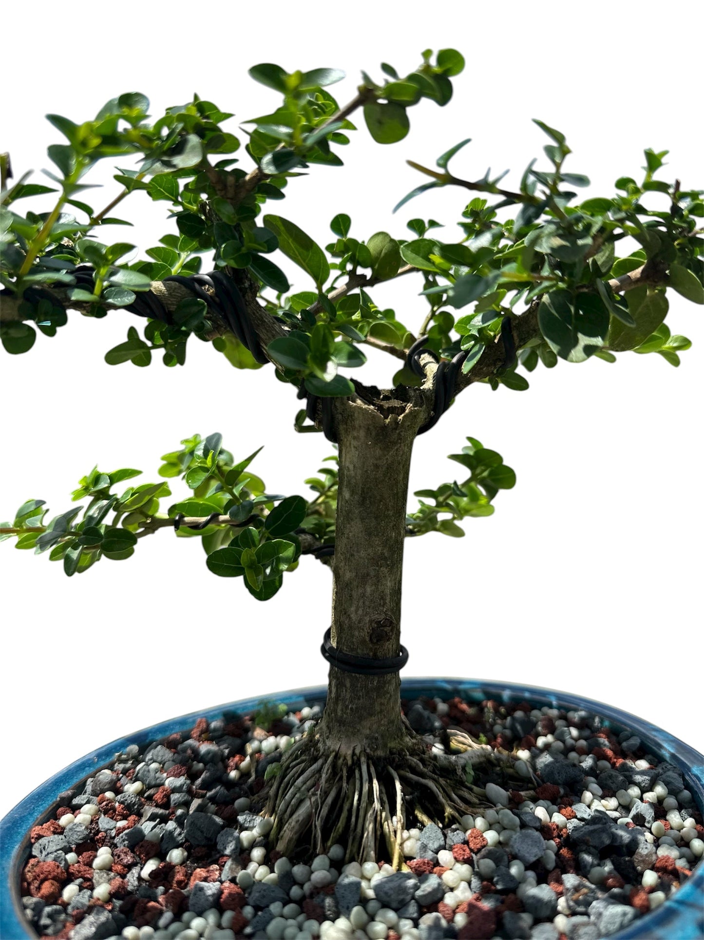 Premna (15") – Single