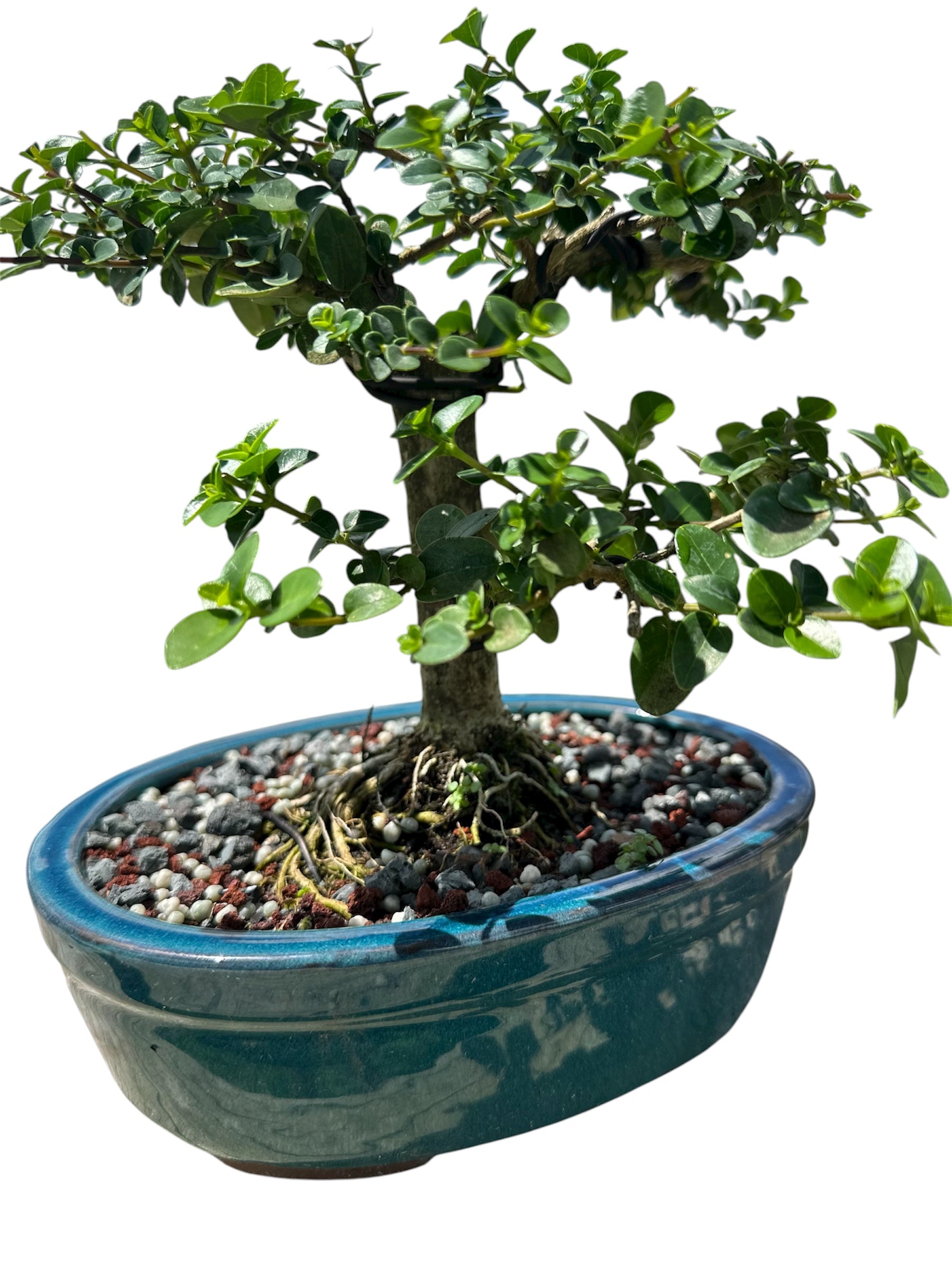 Premna (15") – Single