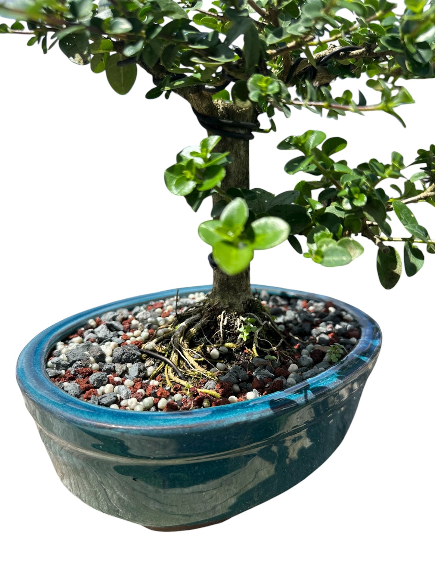 Premna (15") – Single