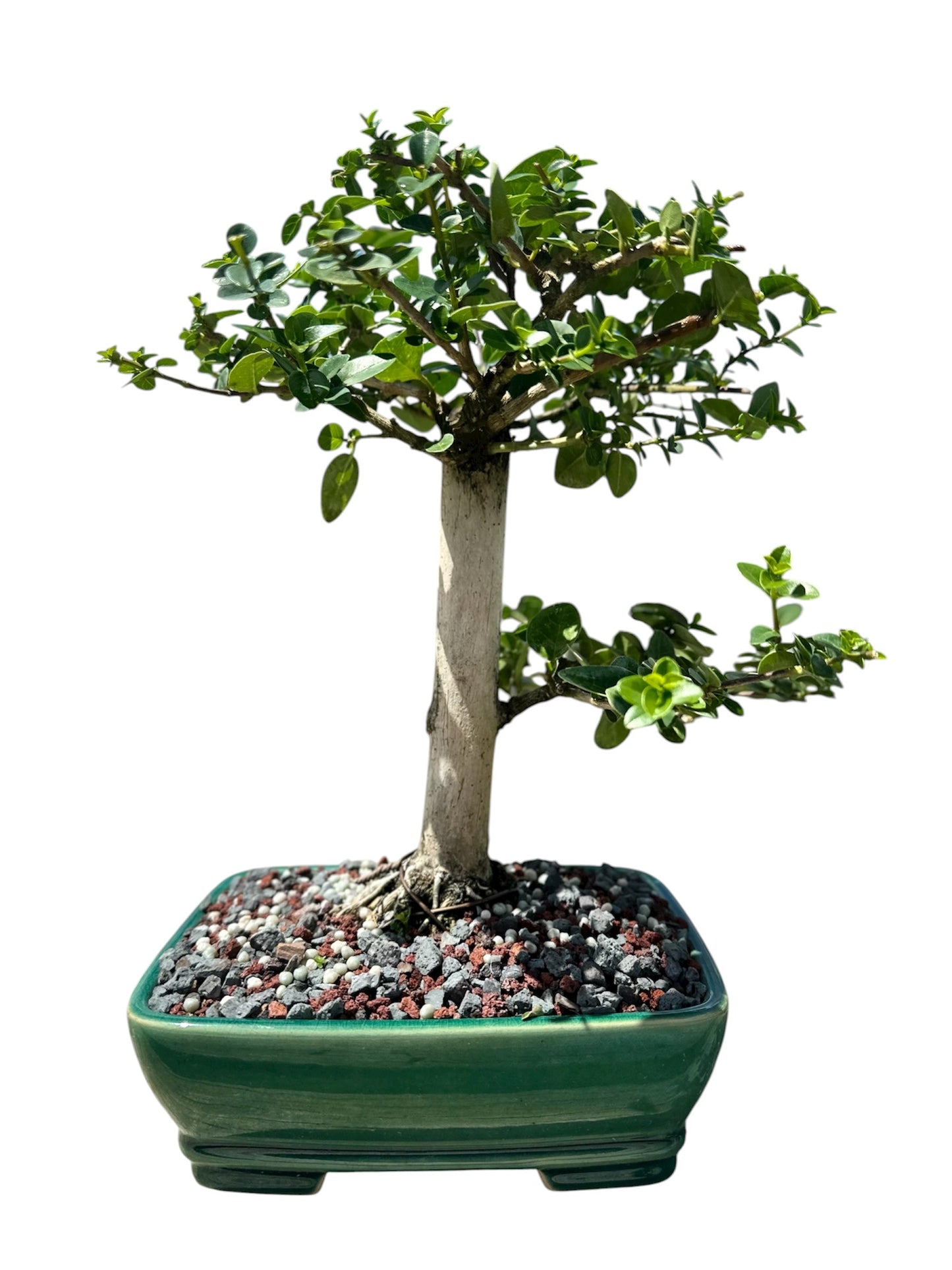 Premna (13") – Single