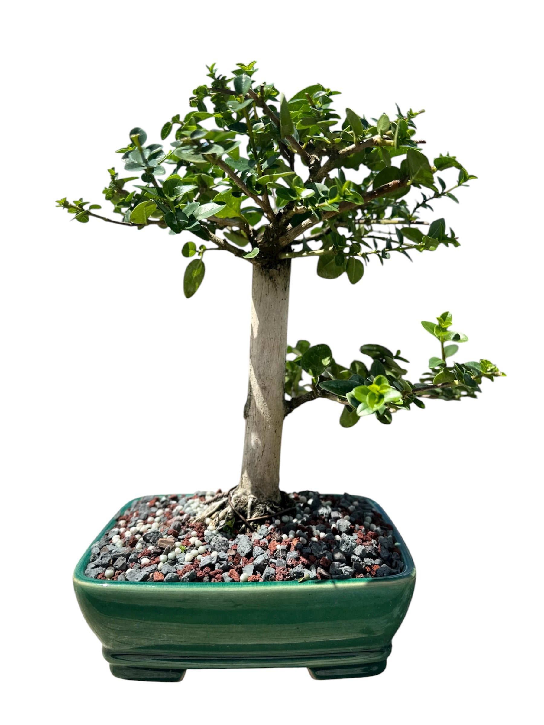 Premna (13") – Single