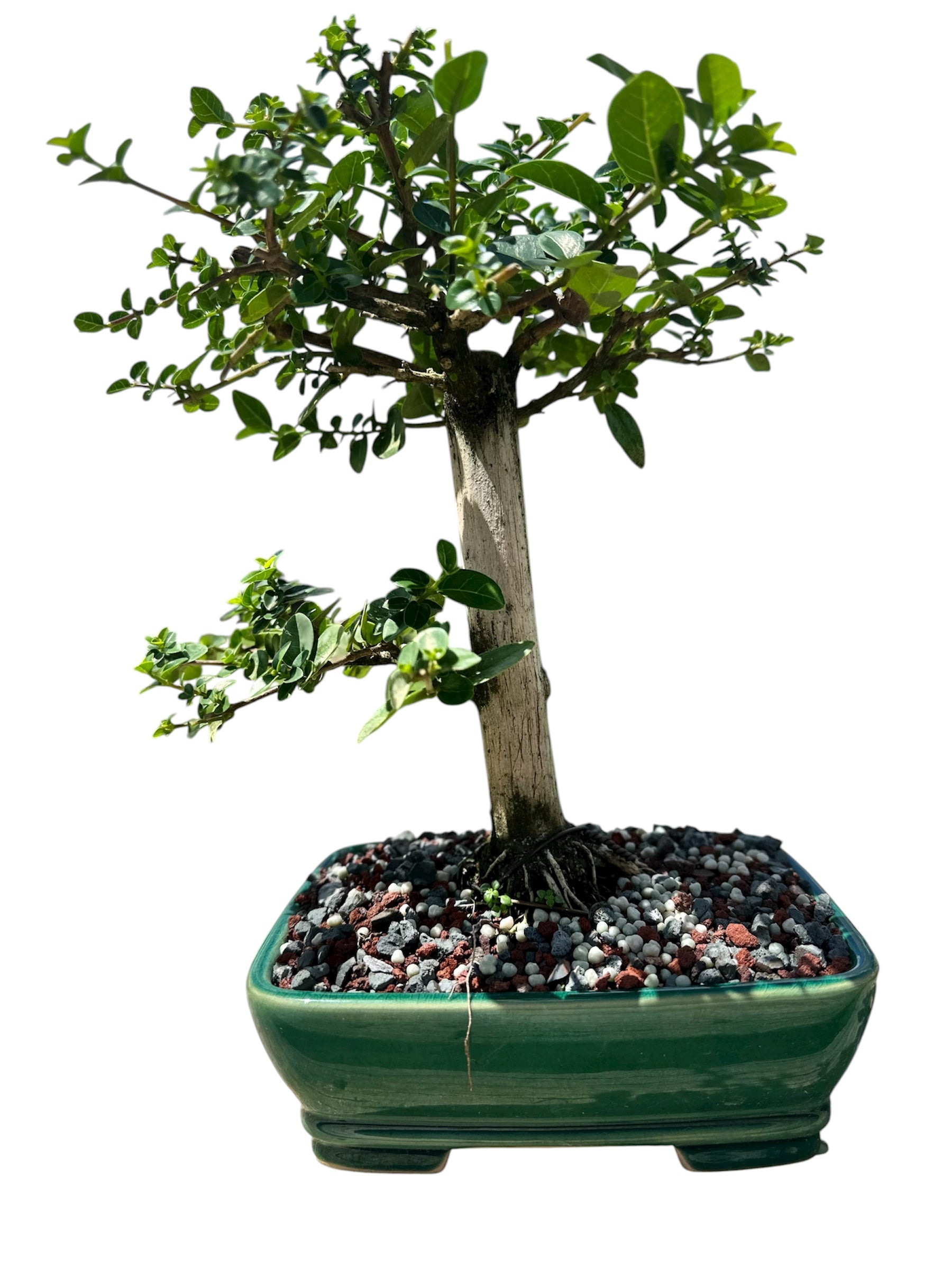 Premna (13") – Single