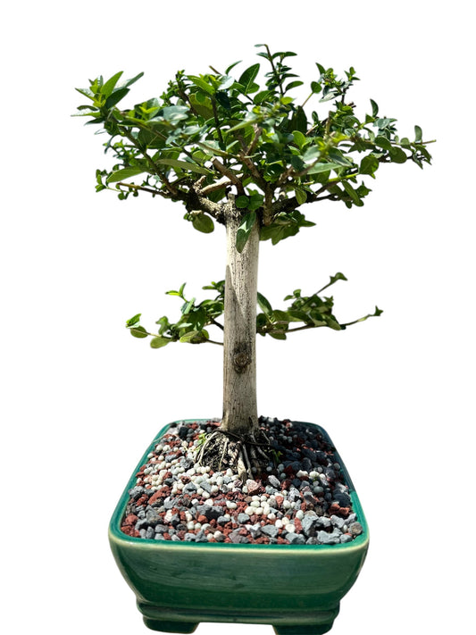 Premna (13") – Single