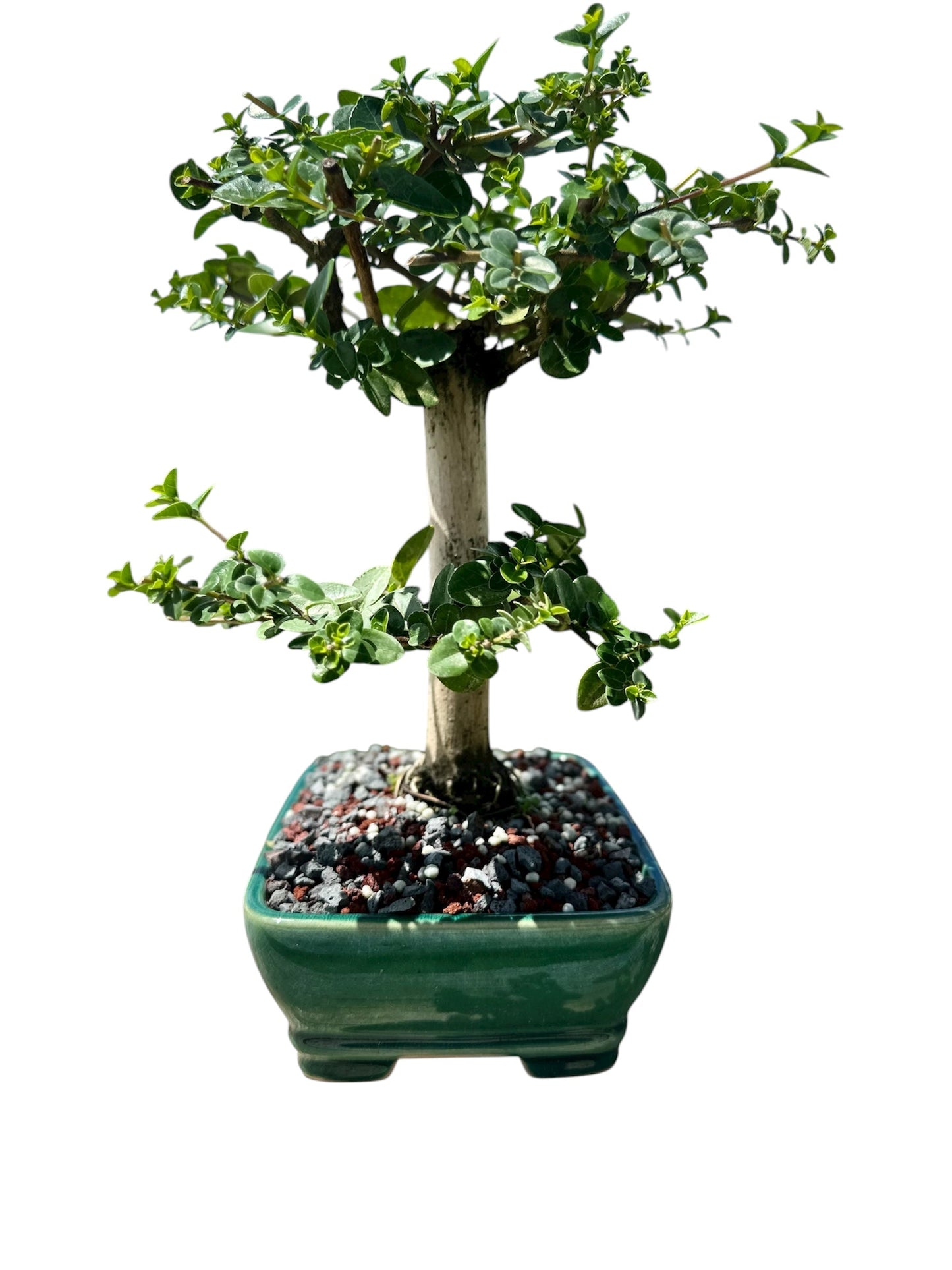 Premna (13") – Single