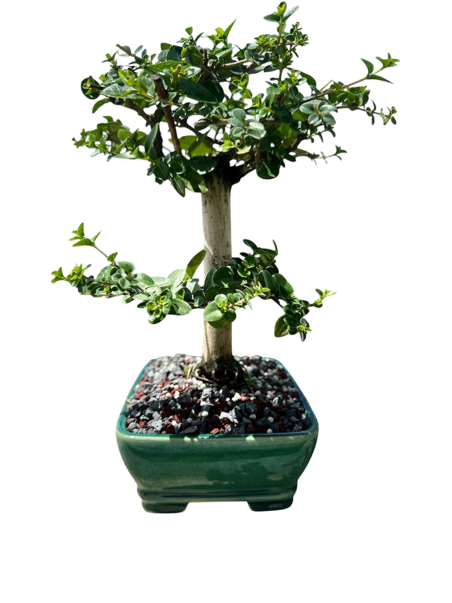 Premna (13") – Single