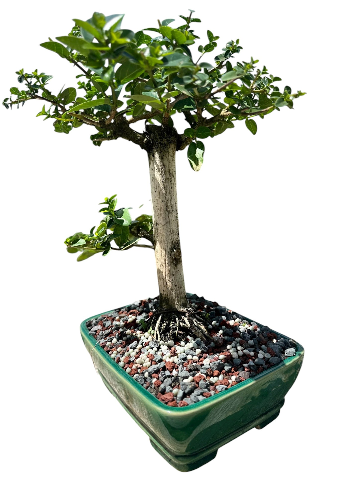 Premna (13") – Single