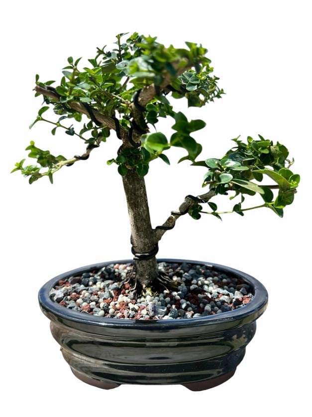 Premna (8–10") – A