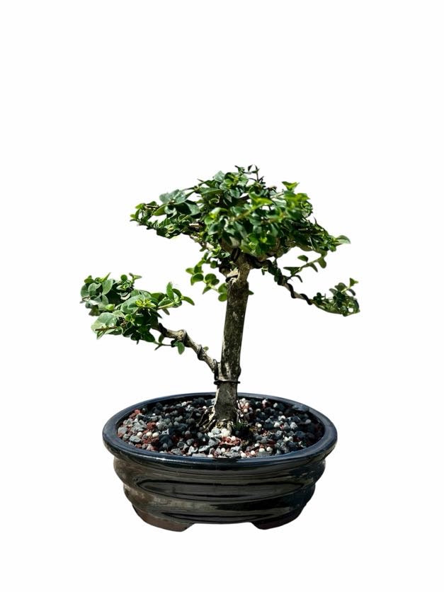 Premna (8–10") – A