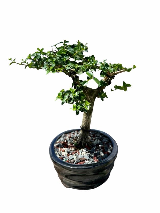 Premna (8–10") – A