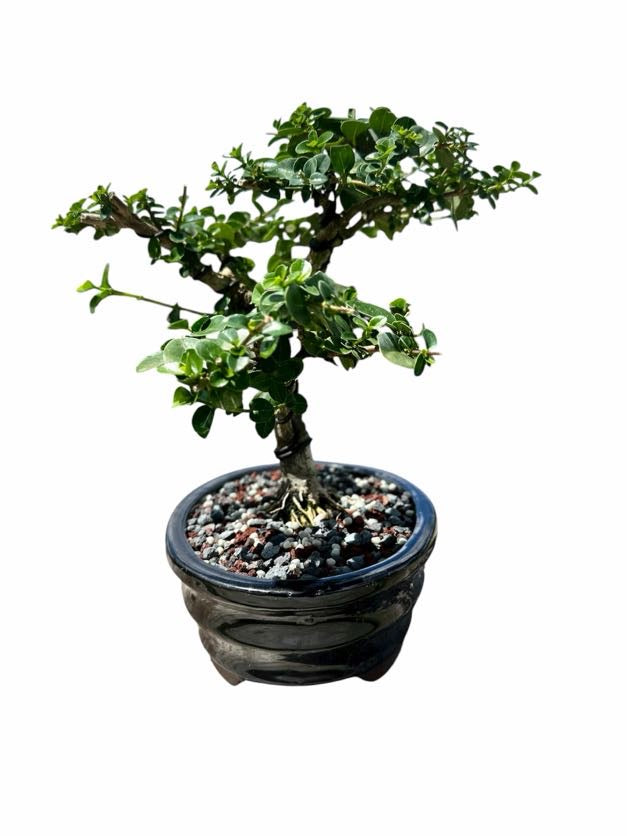 Premna (8–10") – A