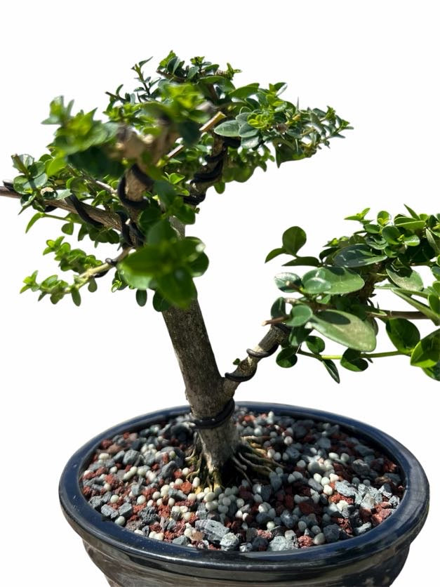 Premna (8–10") – A