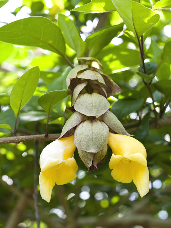 Parrots Beak flowers