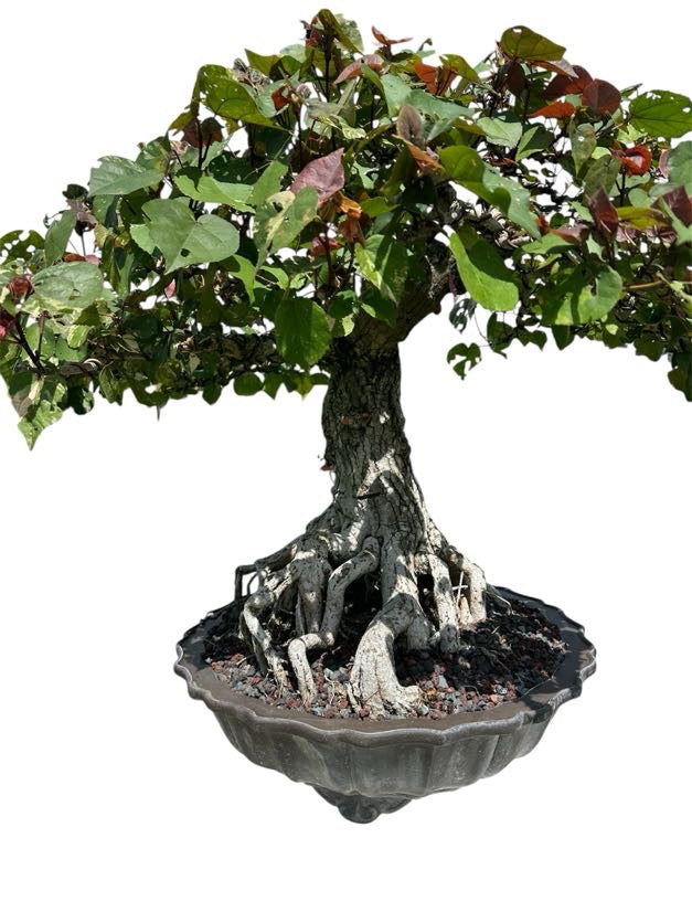 Variegated Sea Hibiscus (Specimen) - Specimen Bonsai