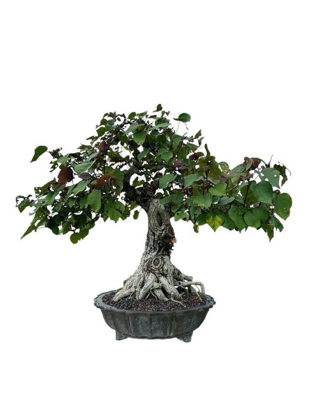 Variegated Sea Hibiscus (Specimen) - Specimen Bonsai