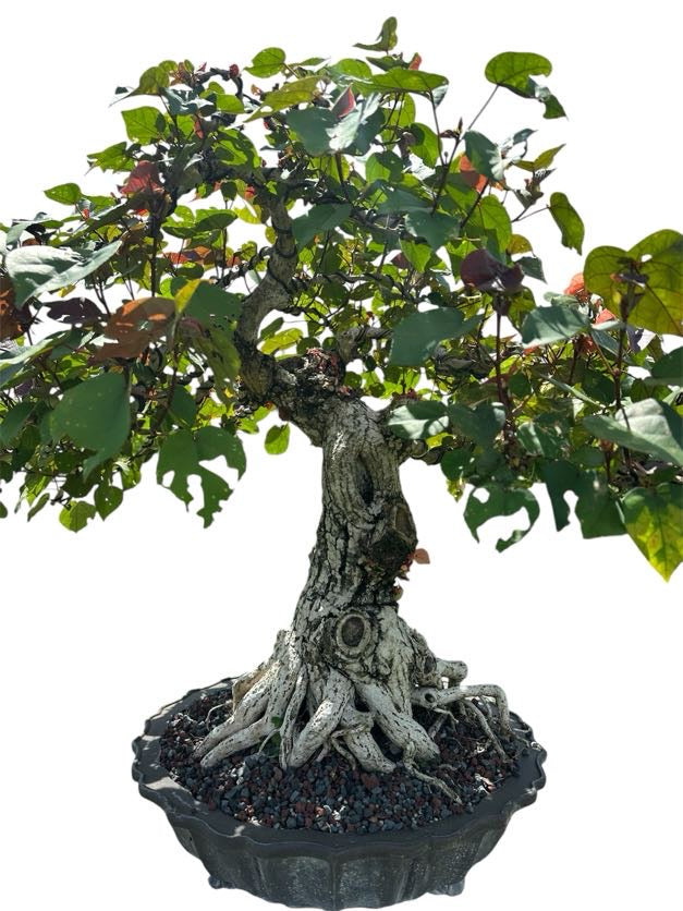 Variegated Sea Hibiscus (Specimen) - Specimen Bonsai
