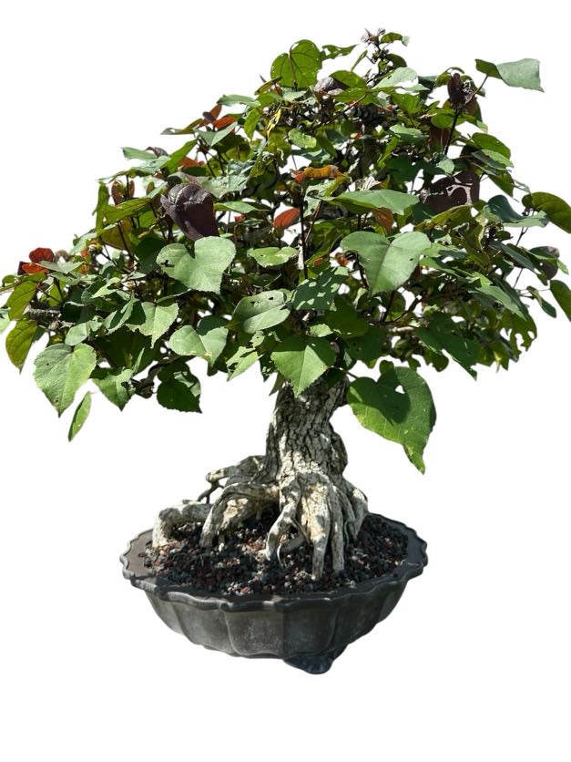 Variegated Sea Hibiscus (Specimen) - Specimen Bonsai