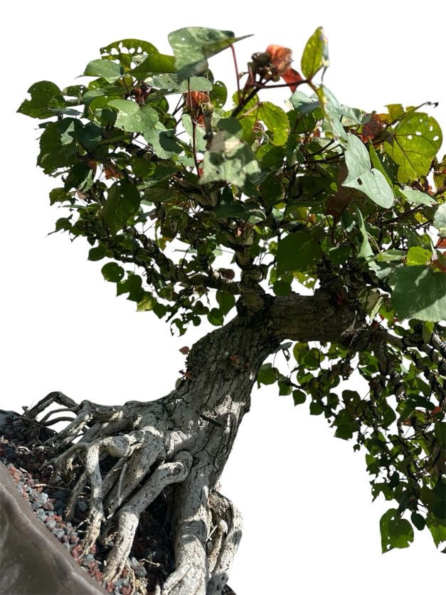 Variegated Sea Hibiscus (Specimen) - Specimen Bonsai