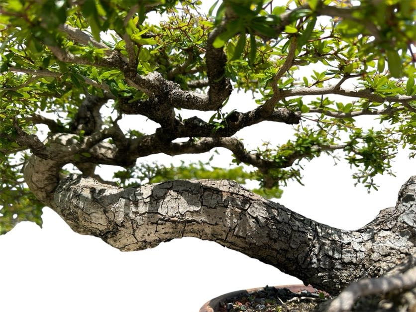 Variegated Sea Hibiscus (Specimen) - Specimen Bonsai