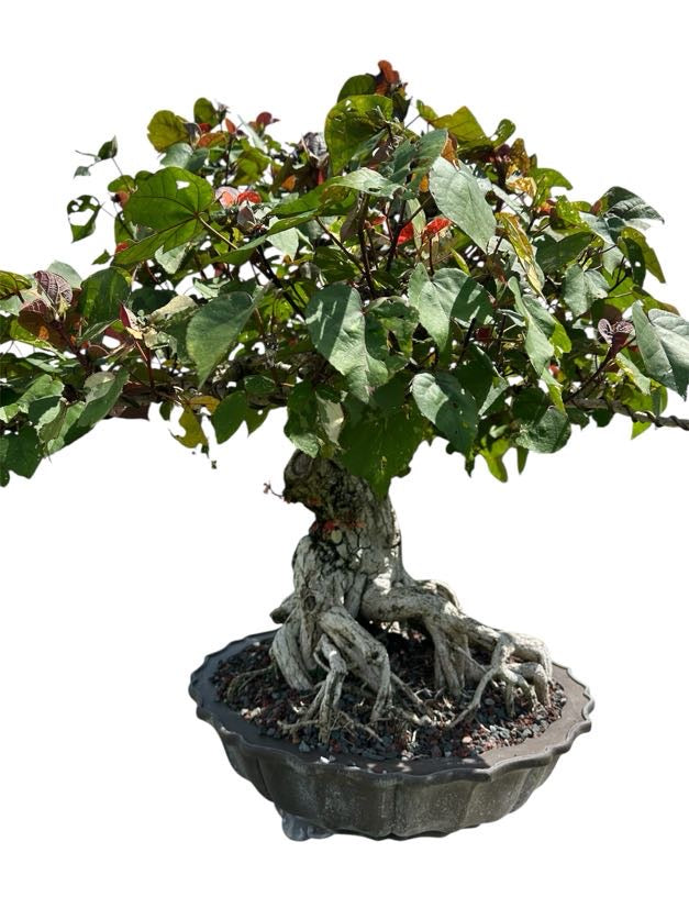 Variegated Sea Hibiscus (Specimen) - Specimen Bonsai