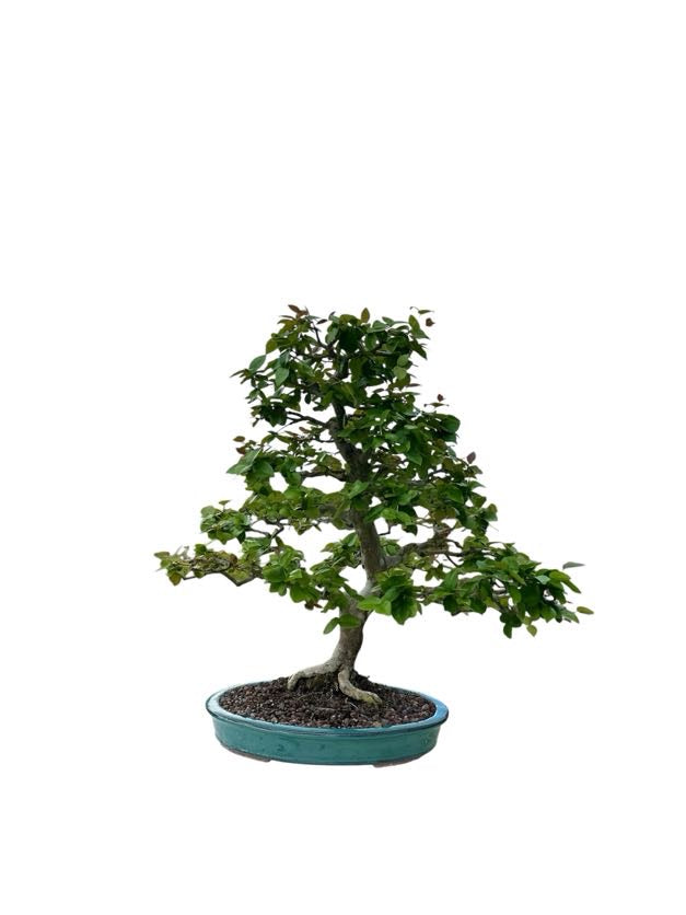 Suriname Cherry (Specimen) - Specimen Bonsai