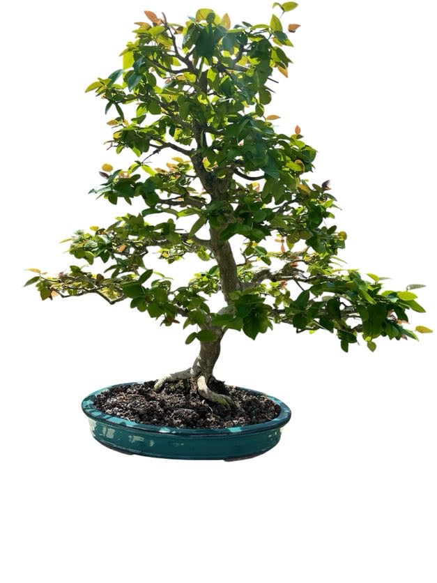 Suriname Cherry (Specimen) - Specimen Bonsai