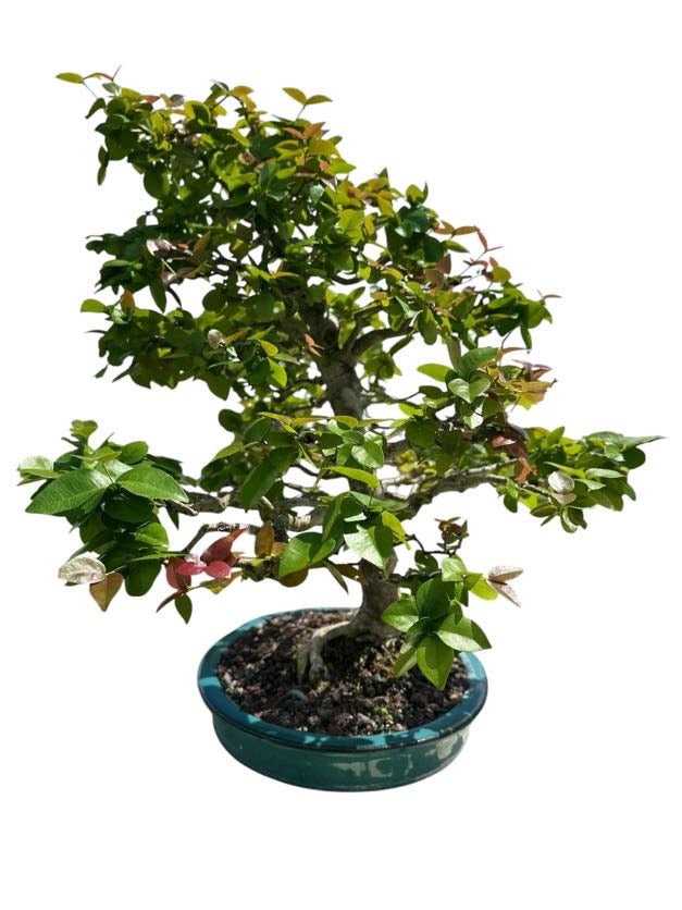 Suriname Cherry (Specimen) - Specimen Bonsai