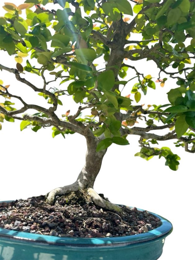 Suriname Cherry (Specimen) - Specimen Bonsai