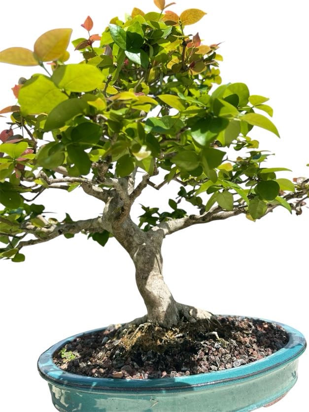 Suriname Cherry (Specimen) - Specimen Bonsai