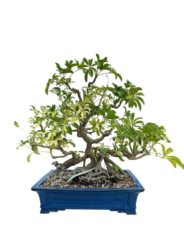 Variegated Hawaiian Umbrella Tree (Specimen) - Specimen Bonsai