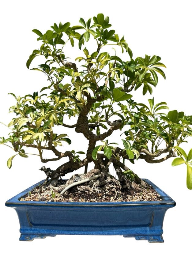 Variegated Hawaiian Umbrella Tree (Specimen) - Specimen Bonsai