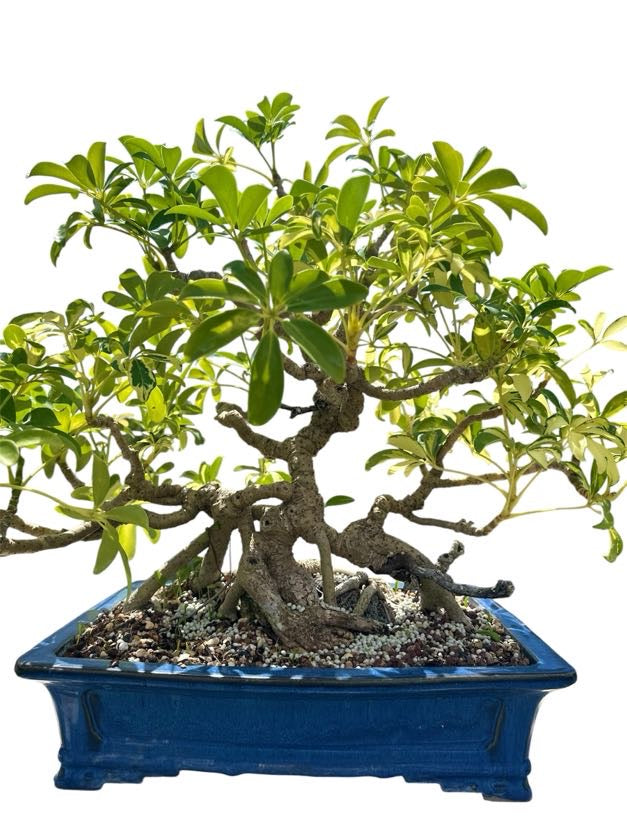 Variegated Hawaiian Umbrella Tree (Specimen) - Specimen Bonsai