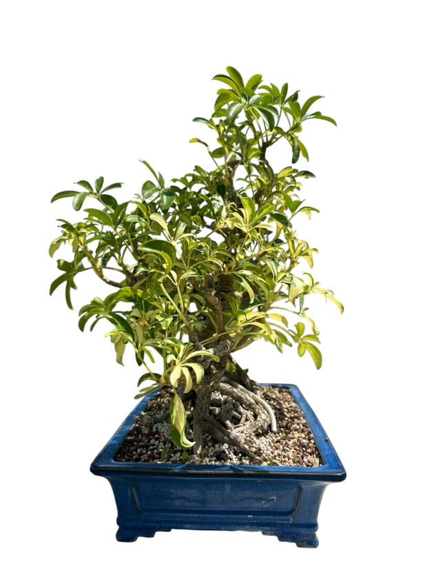 Variegated Hawaiian Umbrella Tree (Specimen) - Specimen Bonsai