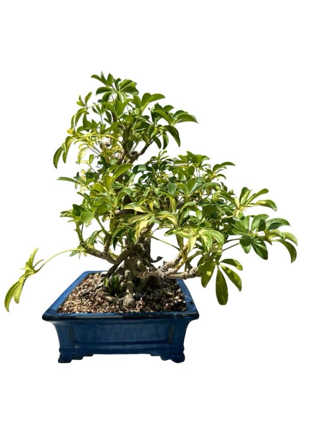 Variegated Hawaiian Umbrella Tree (Specimen) - Specimen Bonsai
