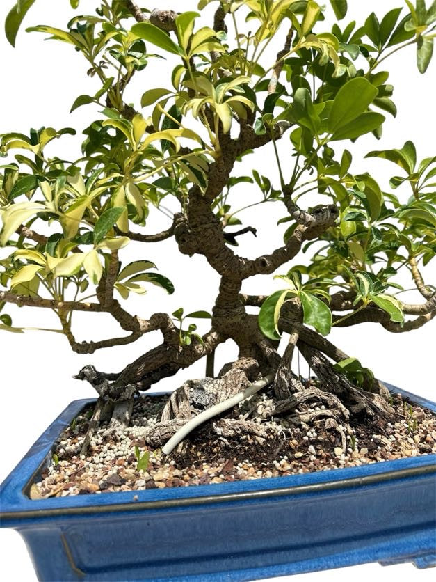 Variegated Hawaiian Umbrella Tree (Specimen) - Specimen Bonsai