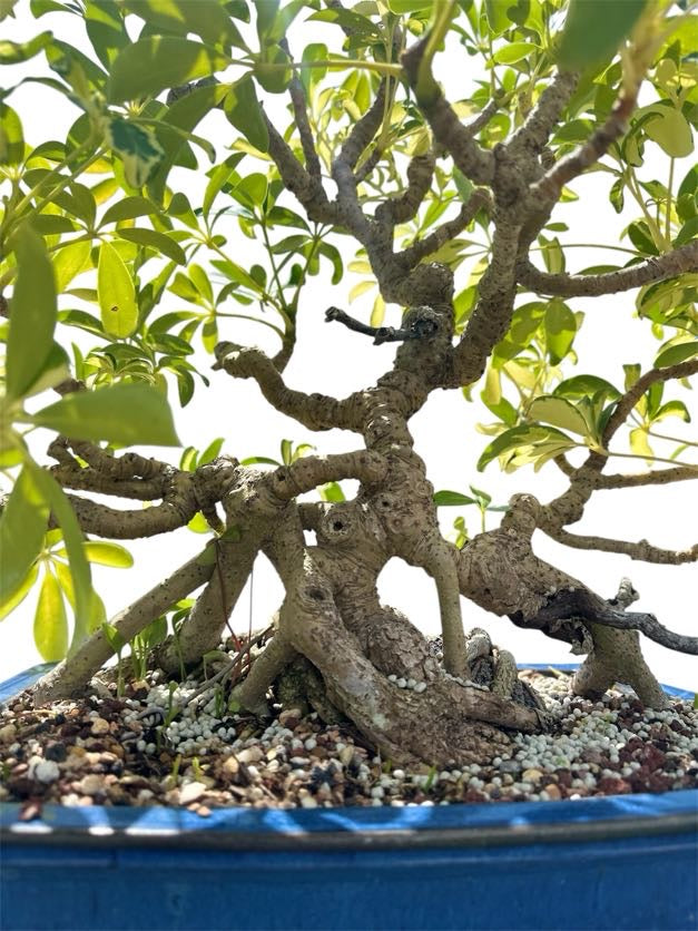 Variegated Hawaiian Umbrella Tree (Specimen) - Specimen Bonsai