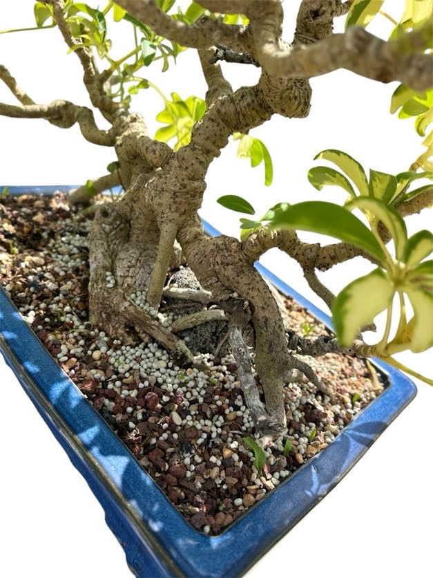Variegated Hawaiian Umbrella Tree (Specimen) - Specimen Bonsai