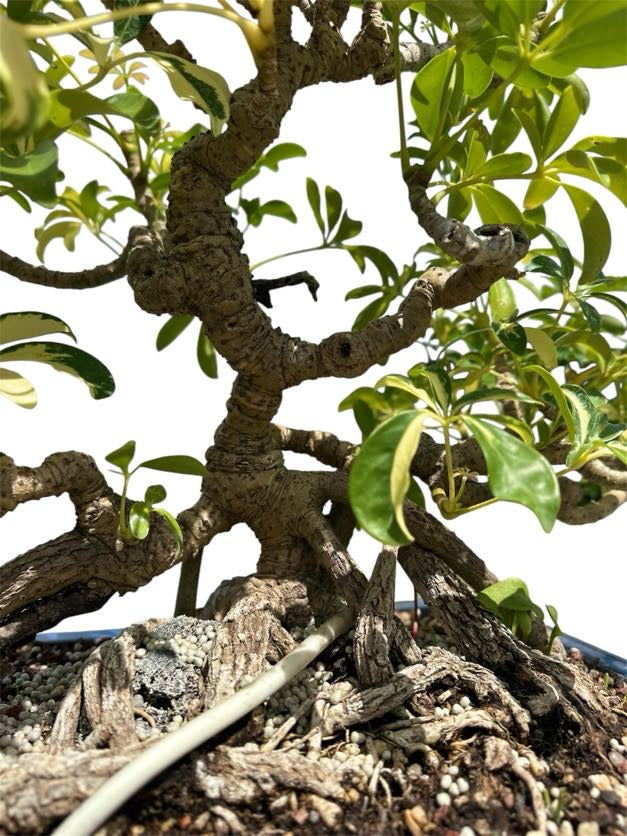 Variegated Hawaiian Umbrella Tree (Specimen) - Specimen Bonsai