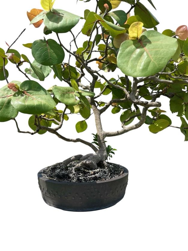 Sea Grape (Specimen) - Specimen Bonsai