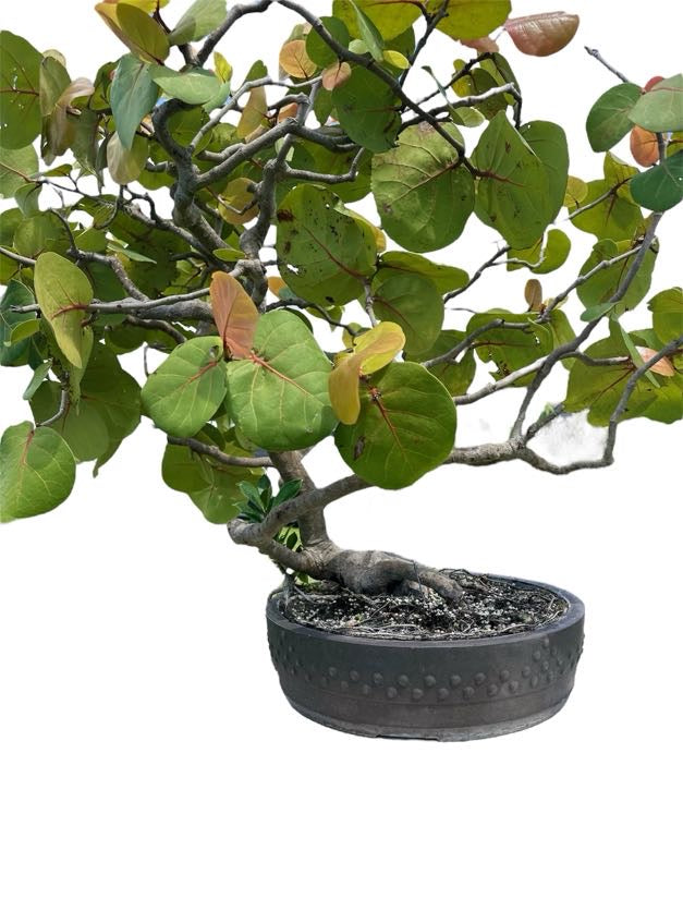 Sea Grape (Specimen) - Specimen Bonsai