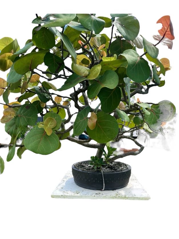 Sea Grape (Specimen) - Specimen Bonsai