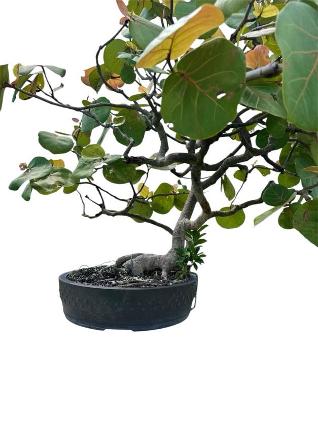 Sea Grape (Specimen) - Specimen Bonsai