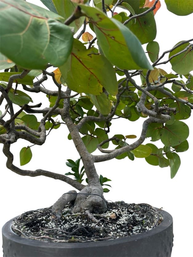 Sea Grape (Specimen) - Specimen Bonsai