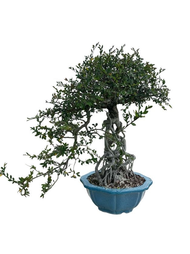 Chinese Elm (Specimen) - Specimen Bonsai