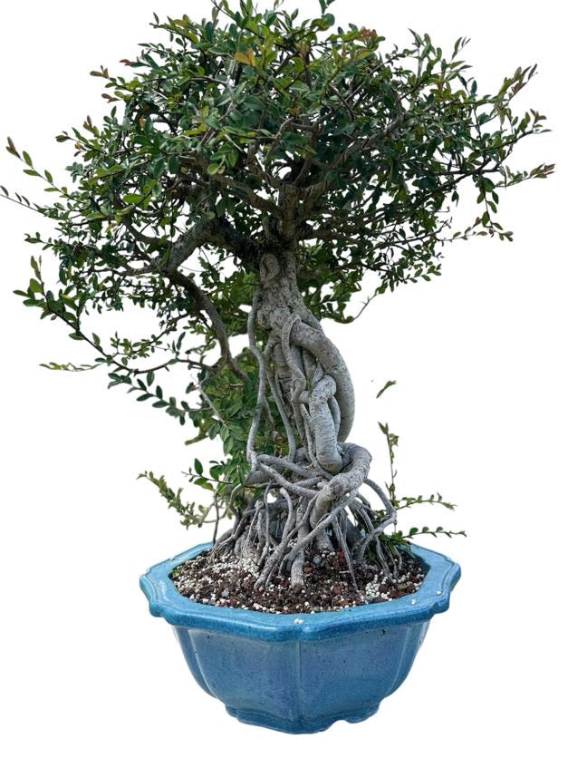 Chinese Elm (Specimen) - Specimen Bonsai
