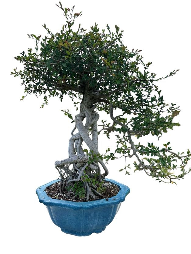 Chinese Elm (Specimen) - Specimen Bonsai